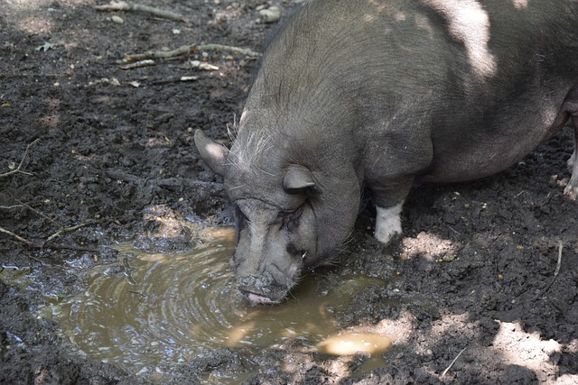 可能更倾向 可能更倾向
